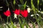 8550-tulpen-rot-in-reihe