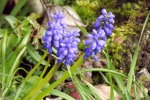 9150-fuer-traubenhyazinthen-blau