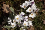 9532-krokusse-weis-von-oben