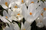9535-krokusse-weis-nah