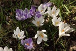 9536-krokusse-weis-blau-und-weis