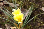 9540-krokusse-gelb