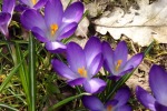 9542-krokusse-blau