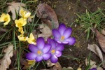 9544-krokusse-blau-und-gelb