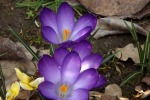 9546-krokusse-blau-nah