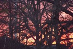 9548-kahle-baeume-im-sonnenuntergang