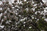 9583-viele-apfelblueten