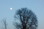 mond-eiche-blau