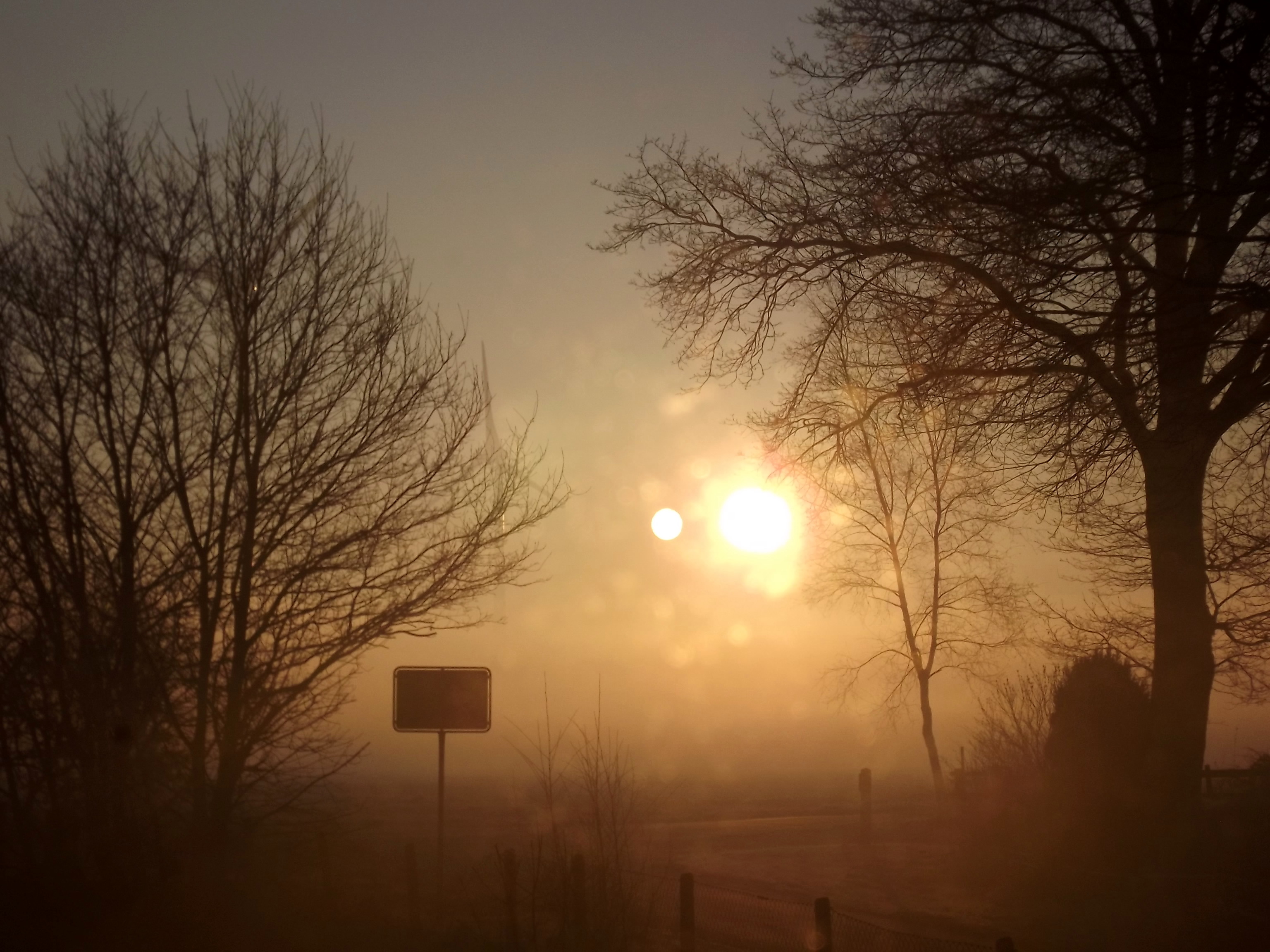 3578-nebel-morgen-sonne-baeume-ohne-blaetter