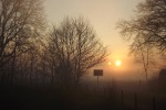 3567-nebel-morgen-sonne-kahle-baeume