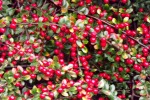 4344-bodendecker-rote-beeren