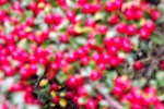 4347-bodendecker-rote-beeren-unscharf