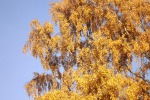 4393-gold-gelbe-birke