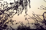 4984-zweige-braun-beige-himmel