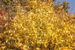 8104-ahorn-goldenerherbst