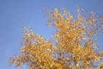 8109-birke-goldener-herbst