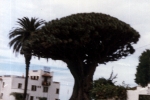 drachenbaum