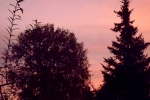baeume-rosa-himmel.jpg