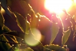 blaetter-sonne-gegenlicht.jpg