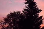 dunkle-baeume-vor-rosa-himmel.jpg