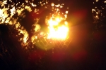 sonne-gegenlicht.jpg