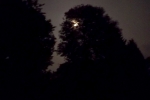 heller-mond-hinter-baum