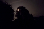 mond-hinter-baum