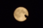 mond-hinter-zweig