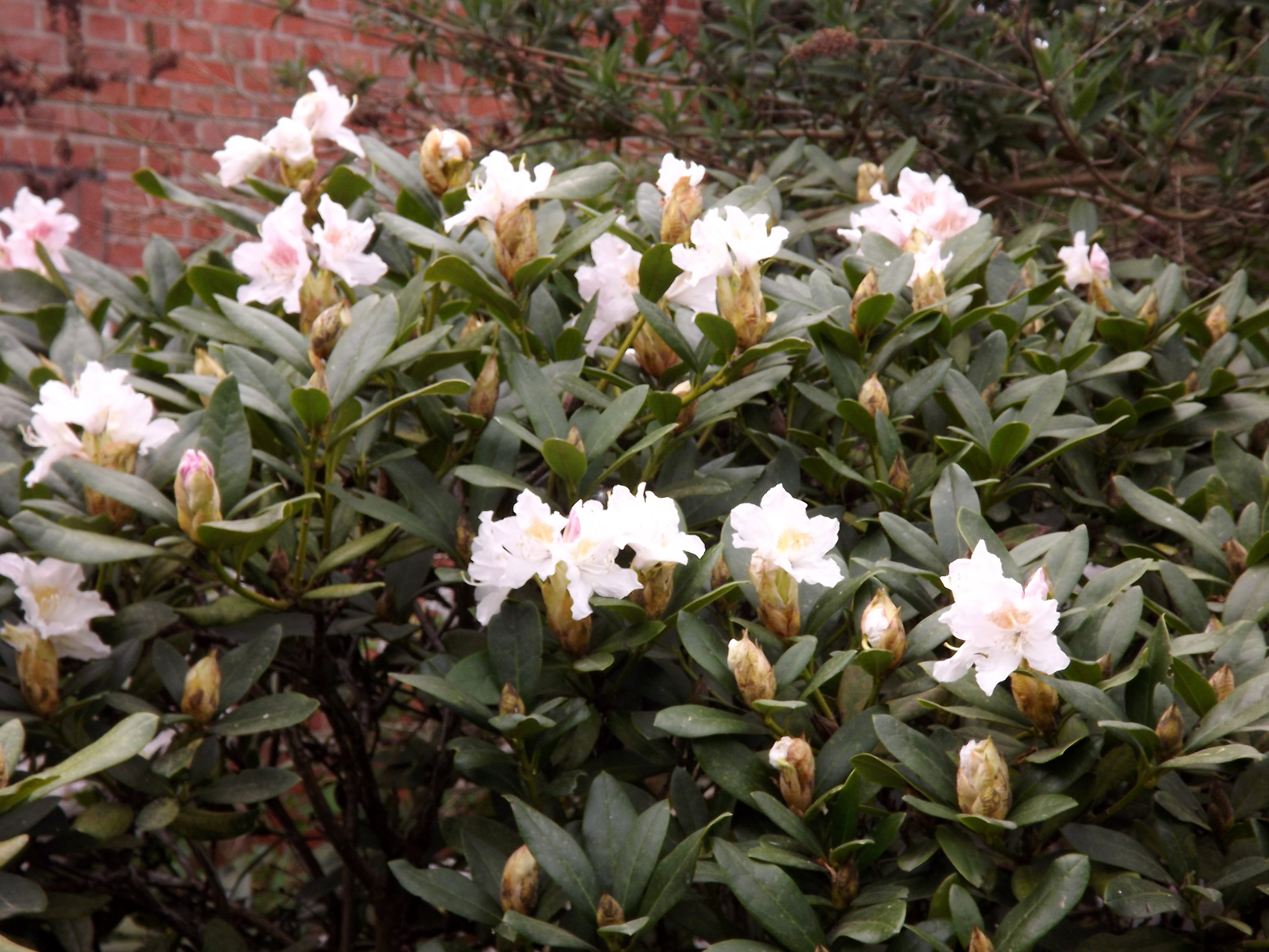 9930-bluehender-rhododendron