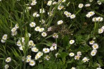 9909-gaensebluemchen-gras