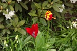 9929-tulpenbluehte
