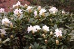9930-bluehender-rhododendron