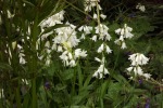 9933-hasengloeckchen