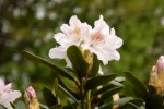 9940-rhododendronbluehte