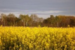 9964-baumreihe-raps