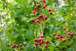 7833-weissdorn-beeren