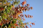 7919-herbstlaub-am-baum-blauer-himmel