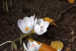 7924-herbstkrokusse