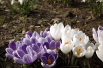 3553-krokusse-lila-weiss