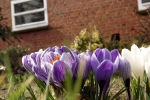 3554-krokusse-lila 3554-krokusse-lila