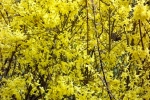 3625-forsitien-gold-gelb-vorhang