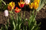 3674-rembrandt-tulpen
