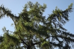 4043-lerche-baum-blauer-himmel