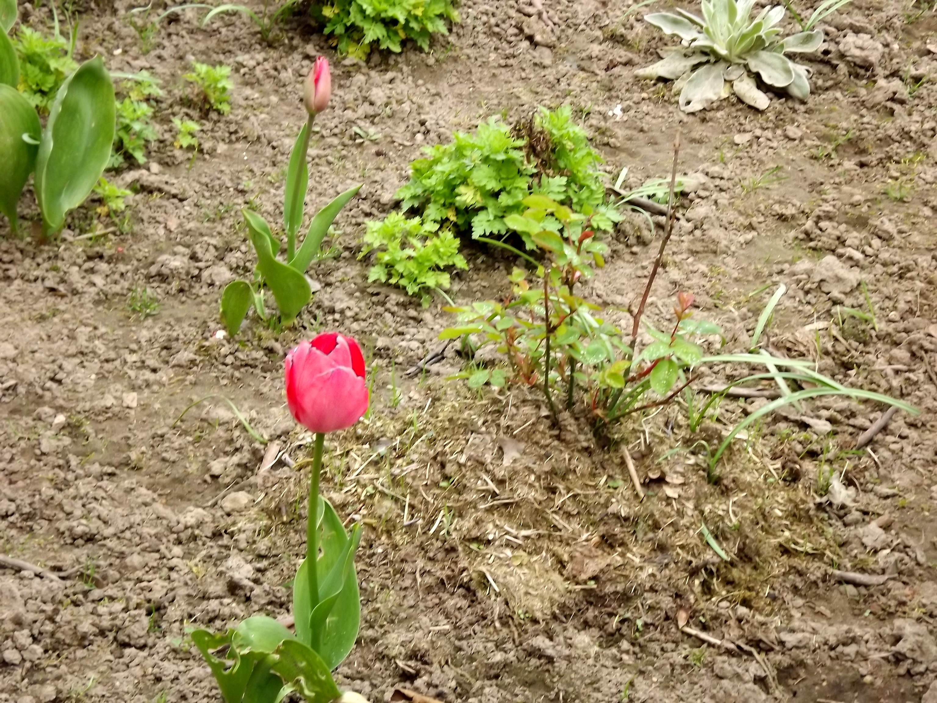 5882-zwei-rosa-tulpen