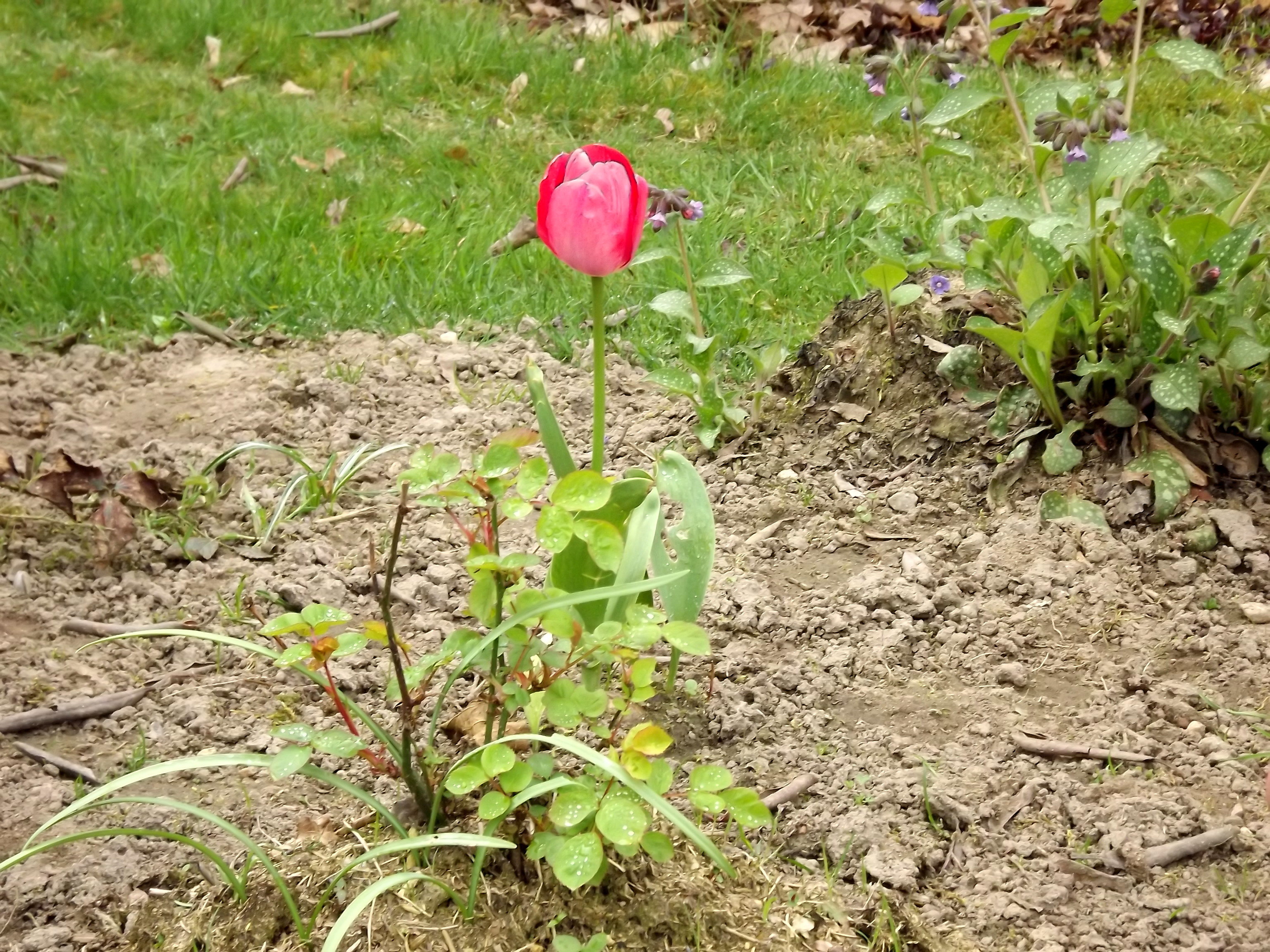 5895-tulpe-rose