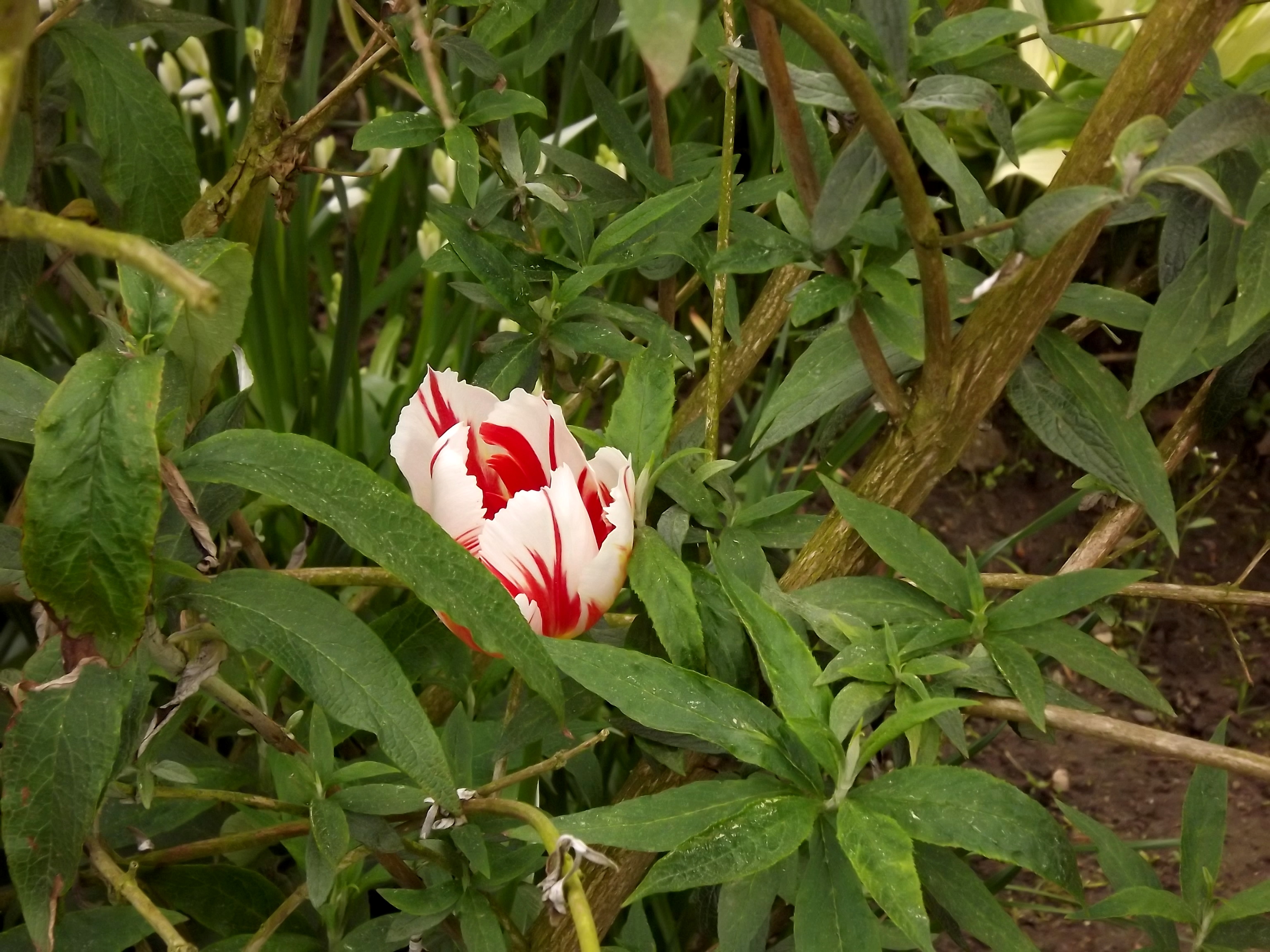 5987-rembrandt-tulpe