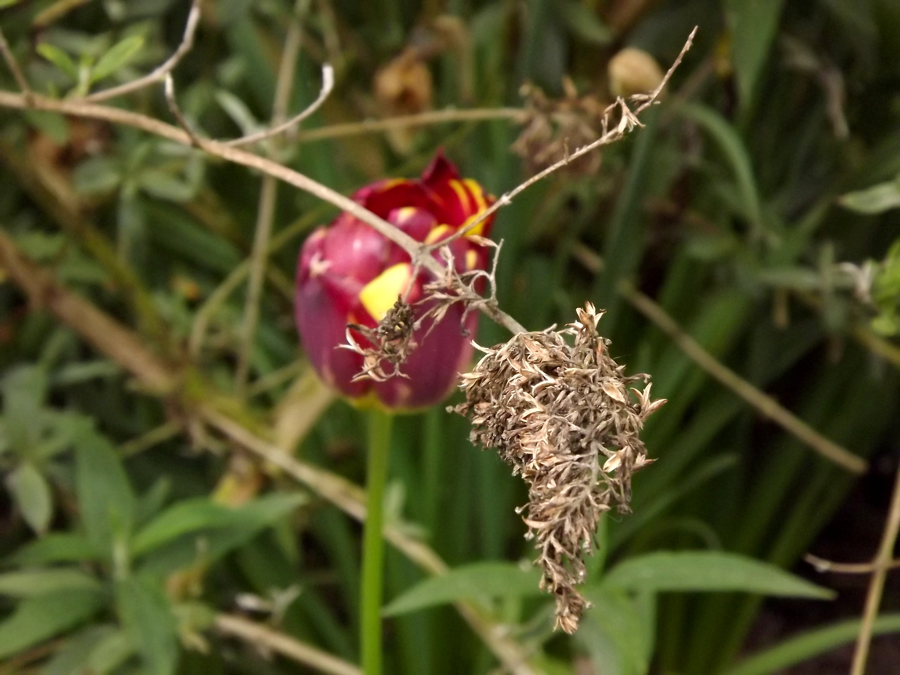 5989-rembrandt-tulpe