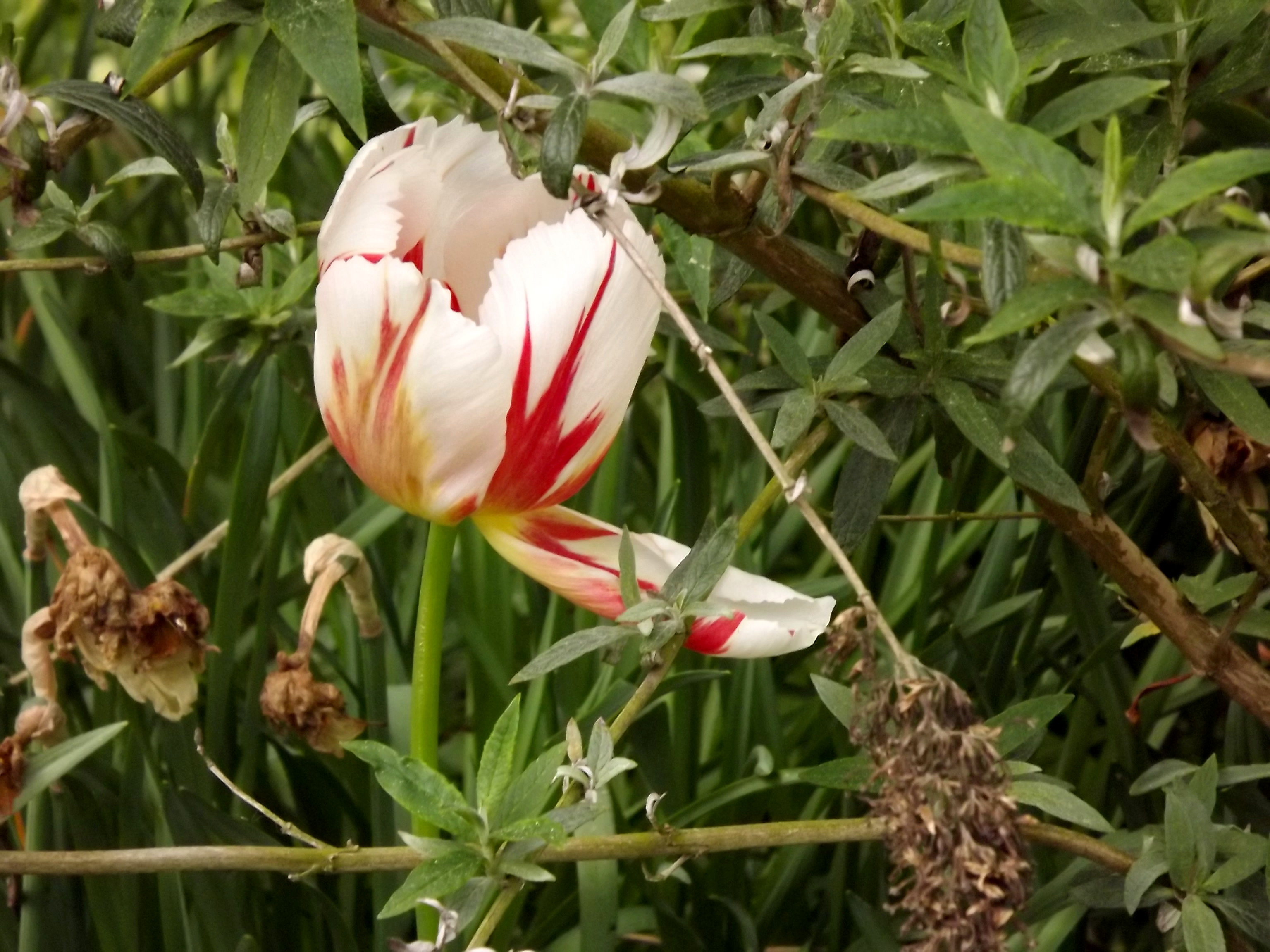 5990-rembrandt-tulpe