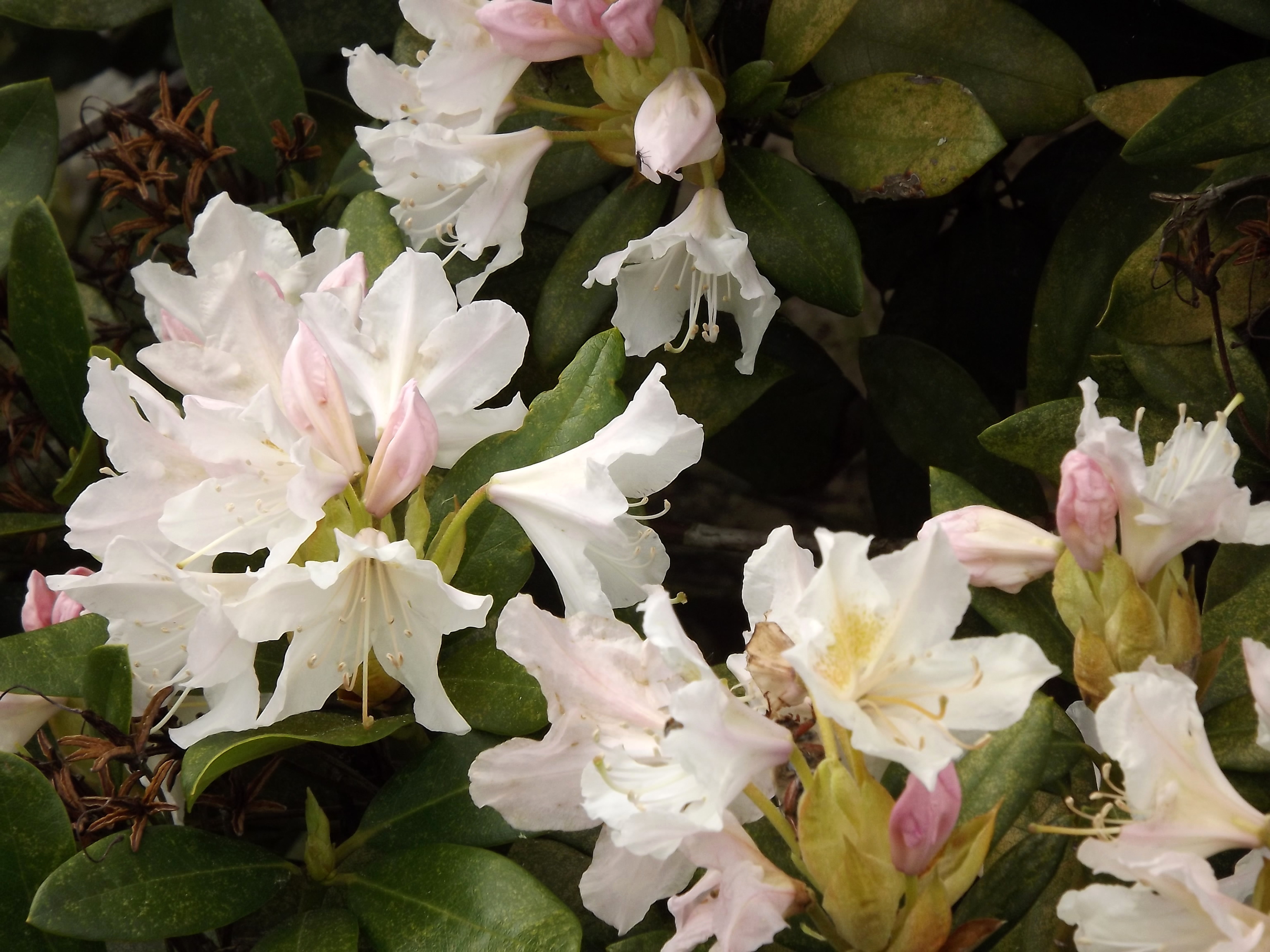 5992-rhododendron-weiss-rosa-blueten