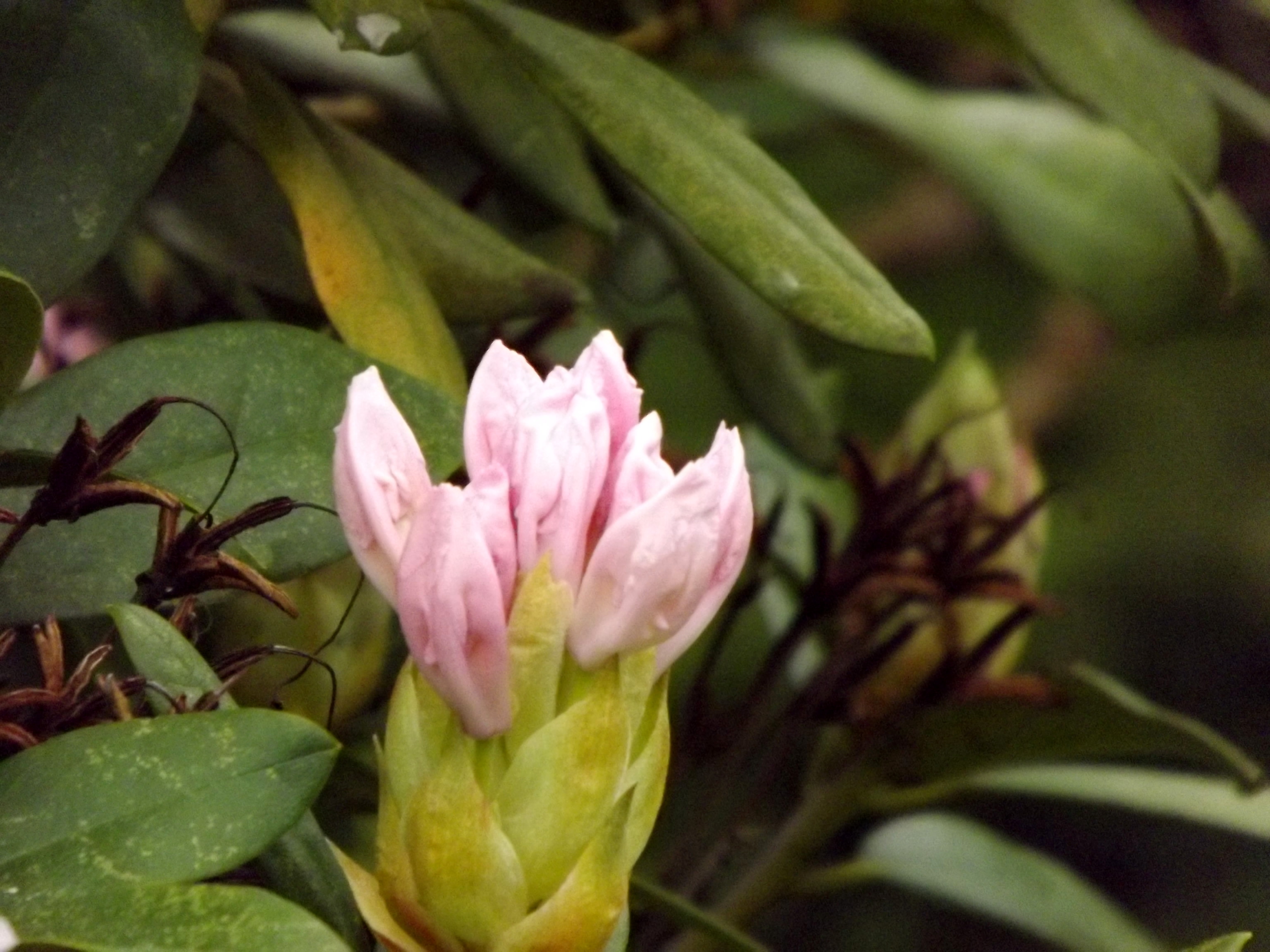 5993-rhododendron-weiss-rosa-blueten